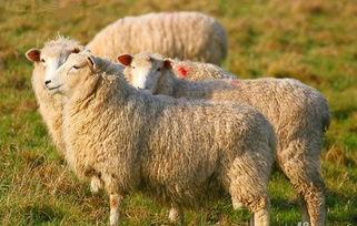 吃瓜娱乐酱羊羊