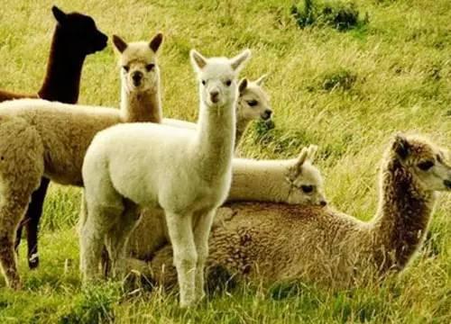 吃瓜娱乐酱羊羊